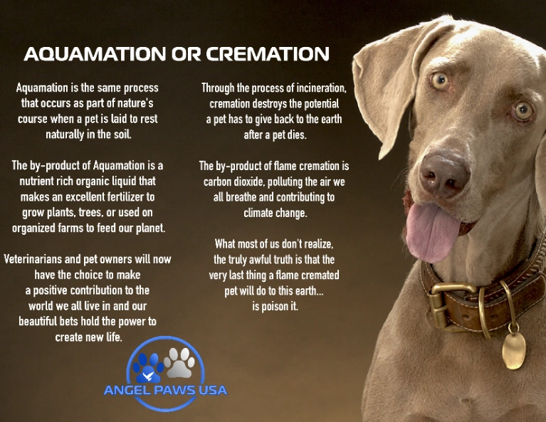 Pet Cremation vs Aquamation in Miami: Key Differences